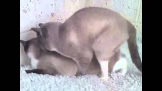 Кошки спариваются / Cats mate