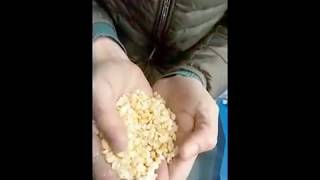 Центробежный шелушитель СИМО ЦШС-3 (02) (шелушильно-горохокольная машина)