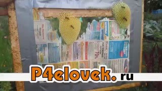 Диафрагма для объединения пчелиных семей