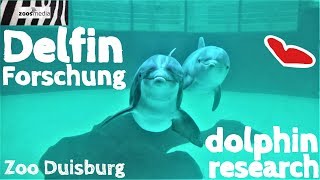ZOO DUISBURG: Wie funktioniert Forschung im DELFINARIUM? ? | zoos.media