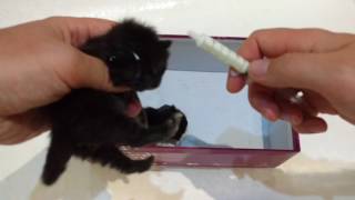 Кормление котят, которых выкинули на помойку