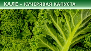 КУДРЯВАЯ КАПУСТА КАЛЕ || СУПЕР ПРОДУКТ