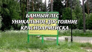 Банный лес