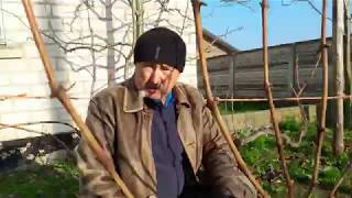 Как обрезать и укрыть виноград на зиму. Ч2: укрывные сорта