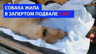 Собака жила в запертом подвале 9 лет.