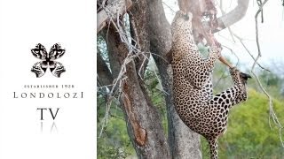 Male Leopard vs Hyena tries to hoist kill - Londolozi TV