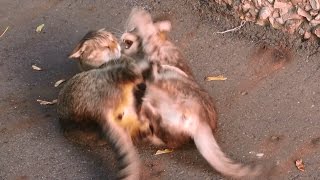 Real cat fight a fight between two feral cats