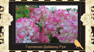 Гортензия Даймонд Руж. Компактная,крупноцветковая красавица.