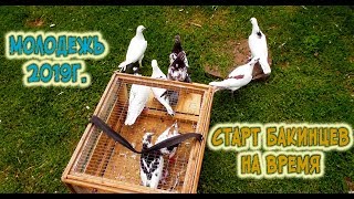 Старт Бакинских голубей на время/ Start of the Baku pigeons for a while