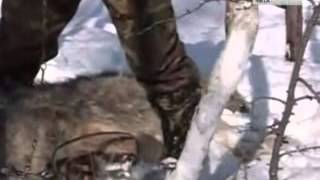 Забайкалье атакуют волки