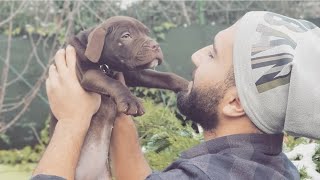 KÖPEKLERE ( TUVALET EĞİTİMİ, HAYIR KOMUTU, TEMEL İTAAT ) EĞİTİMİ NASIL VERİLİR ? Köpek Eğitimi