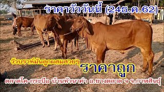 ราคาวัววันนี้ (24ธ.ค.62) วัวบราห์มันลูกผสมสวยๆราคาถูกตลาดโคกระบือ บ้านหัวนาคำ อ.ยางตลาด
