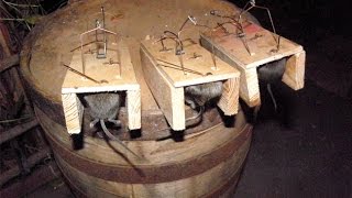 Мышеловка По-Русски!) Крысоловка Своими Руками!