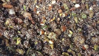 Harira ( गुड़ और  dry fruits का  mix magic ),for new mom