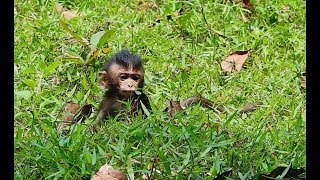 Baby monkey Lost mom Very Scare with Weird Sound, Baby can not find mom.