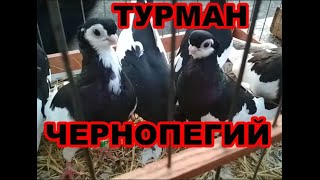 Чернопегий турман. | Порода короткоклювых голубей