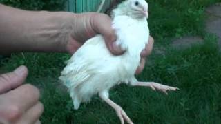 № 17 Определить пол перепела. To determine the sex quail