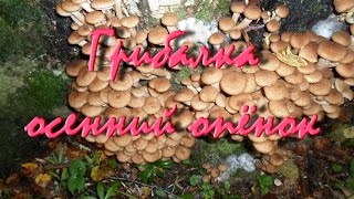 В ЛЕС ЗА ГРИБАМИ