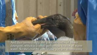Oiled Bird Bath - Fort Jackson Wildlife Rehabilitation Center