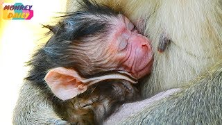 Welcome Newborn baby give birth today | Blacky give birth cute & adorable baby | Monkey Daily 5238