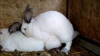 кролики спариваются,rabbits are mated