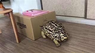 ヒョウモンリクガメ春太郎042 ALL-OUT ATTACK / Leopard tortoises HAL-TARO 042