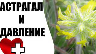 астрагал шерстистоцветковый купить
