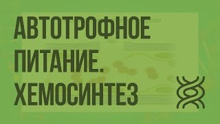 Автотрофное питание. Хемосинтез. Видеоурок по биологии 10 класс