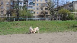 Смешные щенки лабрадора ретривера, 3 месяца(2739