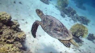 Sharm El Naga. Stargazer and stars/Шарм Эль Нага. Звездочет и звезды