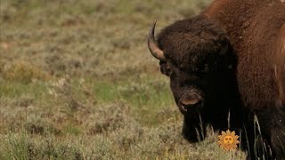 Nature: Bison