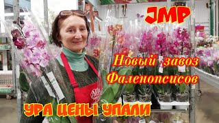 #jmpпольша Орхидеи
Фаленопсисы в JMP
Каменная Роза и Мэджик Арт 2в1. Опять привезли сортовичков))))