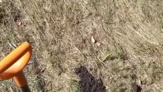 Раскопки в Волгоградской области пгт Иловля часть 1