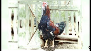 Russian Orloff  Rooster Поёт Орловский петух