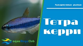 Тетра керри (Inpaichthys kerri, Пурпурная императорская, Королевская ложная)