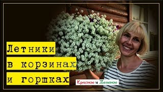 Цветы в корзинах и горшках для сада. Эффектные компаньоны- бюджетное решение