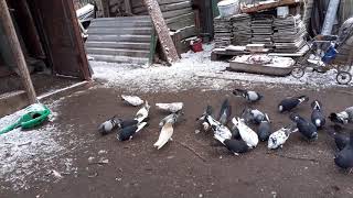 Голуби Краматорска, голубятники, разведение голубей .