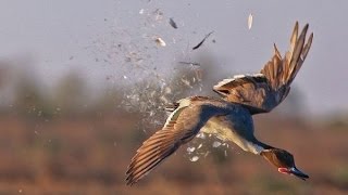 Неудачи на охоте! Экологический фильм "Отец-молодец". Ржачь, смотреть до конца!)))