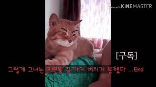 [신이와구월이] #고양이 #야옹 #나도있어 고.양.이  #페르시안친칠라 #아메숏