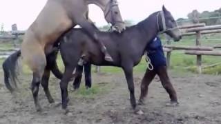Mating Horse | Time For Riding | Horses Mating