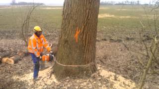 Stihl MS 880 met 105cm blad aan het werk N33 Gieten