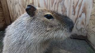 【動物】かわいそうに・・・一人でさびしそうなカピバラ（オニ天竺鼠）
