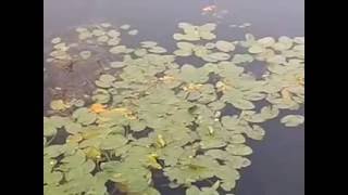Которосль в кувшинках