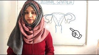 Internal Genitalia Of Female (Vagina, Uterus, Fallopian tube, Ovary) | Gynecology