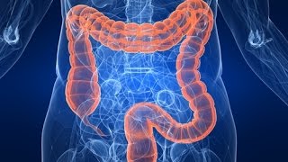 Анатомия толстой кишки (intestinum crassum)