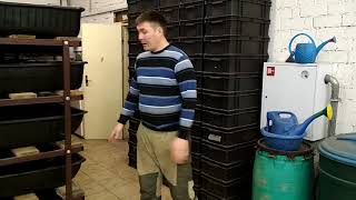 3 способа выращивания дендробены. Немного о нашей ферме.