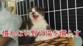 慣れない野良猫を保護して16日目 りんちゃん編