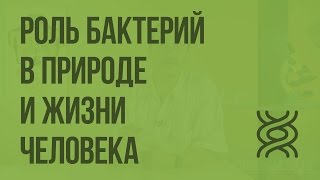 Роль бактерий в природе и жизни человека. Видеоурок по биологии 5 класс