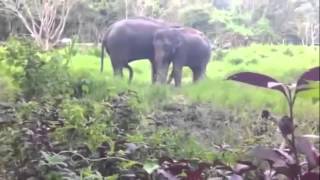 Animal Mating | Elephant Mating | Funny animal | Wild documentary