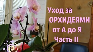 Уход за ОРХИДЕЯМИ от А до Я. Часть II.